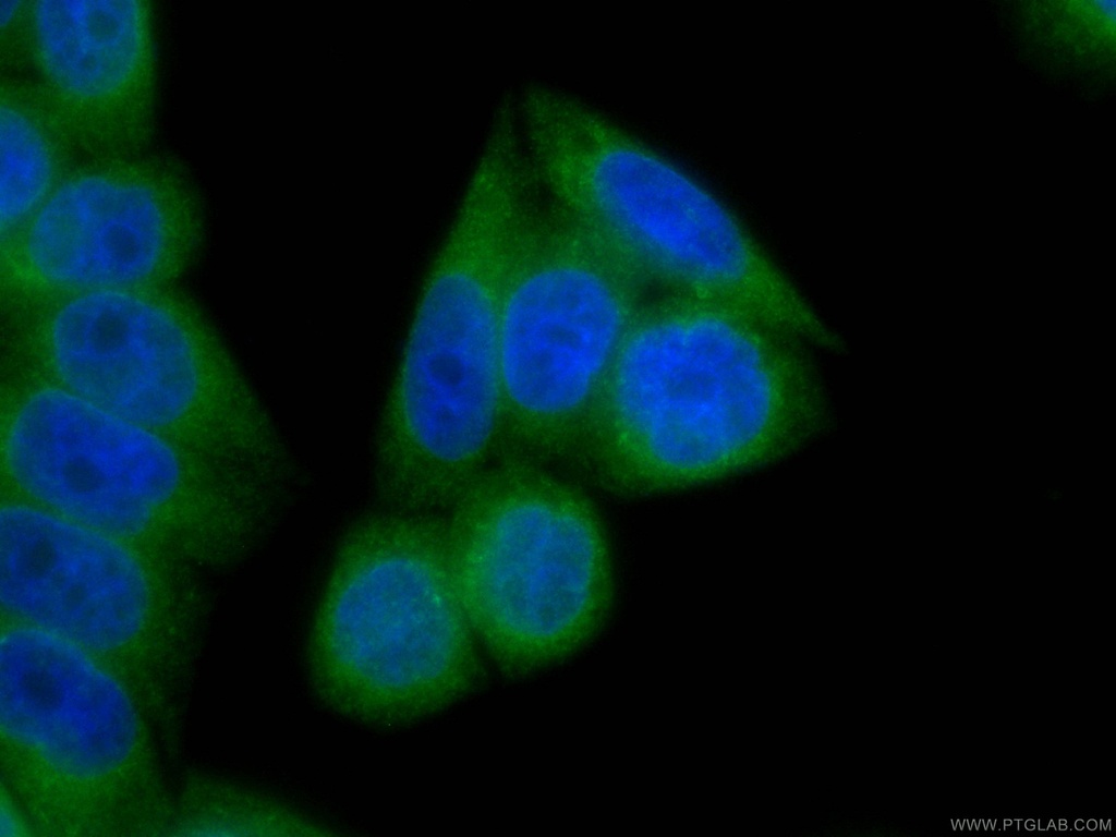 CoraLite®488-conjugated LPCAT1 Monoclonal antibody
