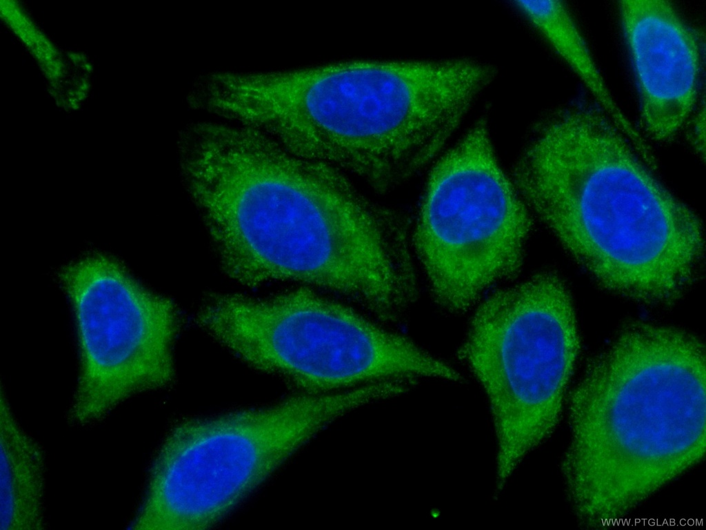 CoraLite®488-conjugated IA-2/PTPRN Monoclonal antibody