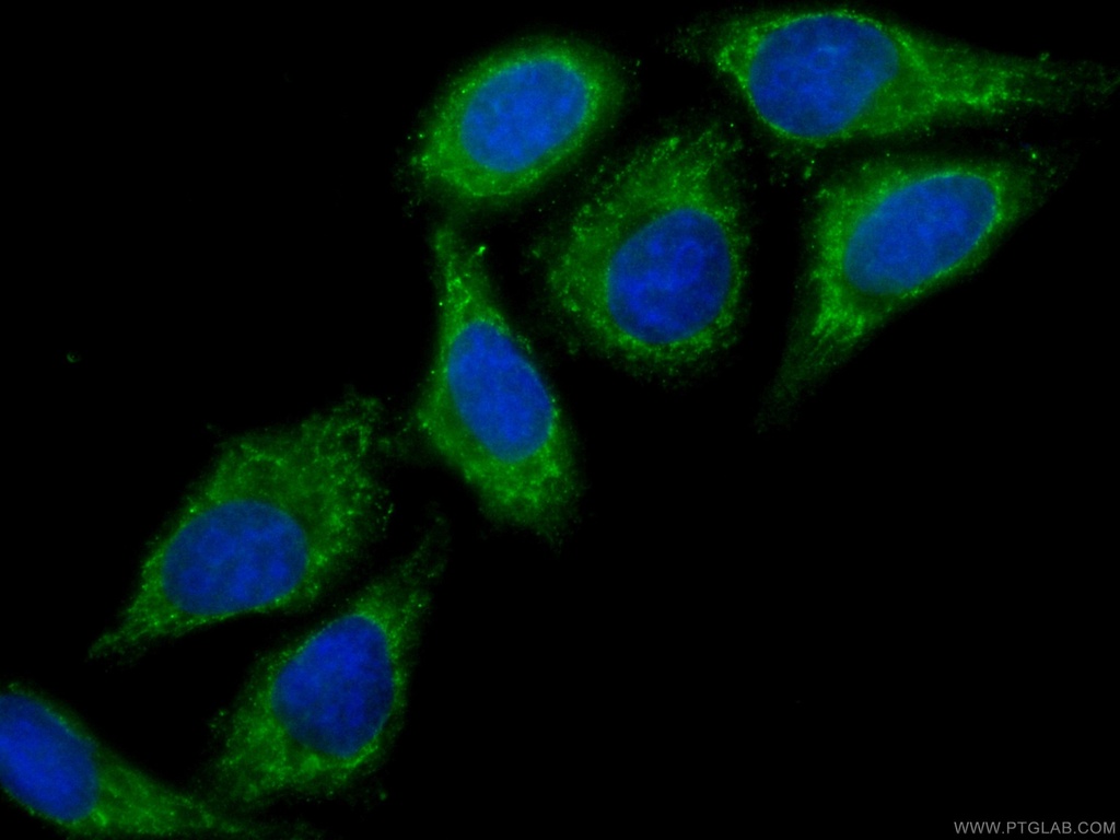 CoraLite®488-conjugated RPS3 Monoclonal antibody