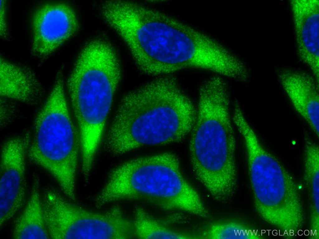 CoraLite®488-conjugated Albumin Monoclonal antibody