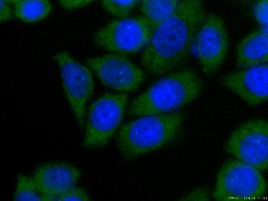 CoraLite®488-conjugated PA2G4 Monoclonal antibody