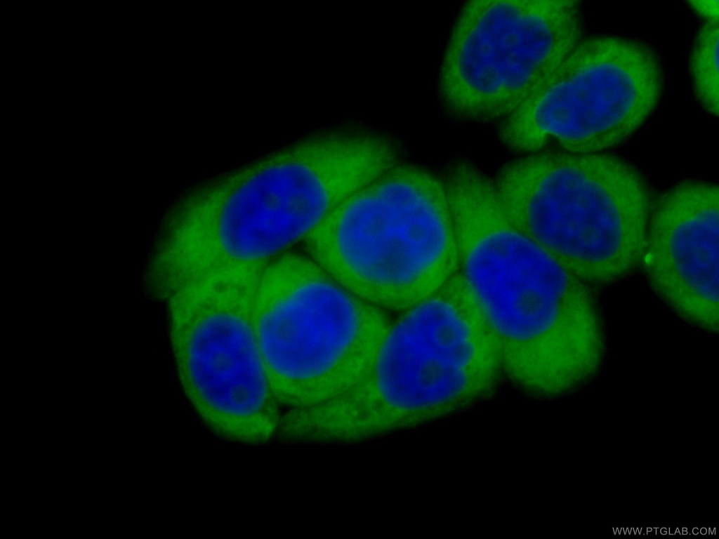 CoraLite®488-conjugated RACGAP1 Monoclonal antibody