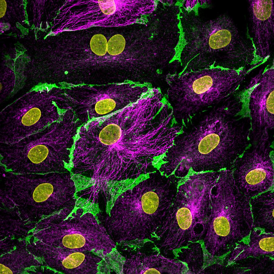 CoraLite®488-conjugated CD31 Monoclonal antibody