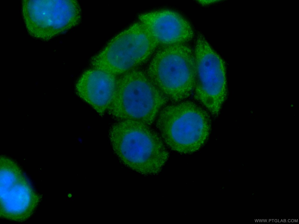 CoraLite®488-conjugated EPLIN Monoclonal antibody
