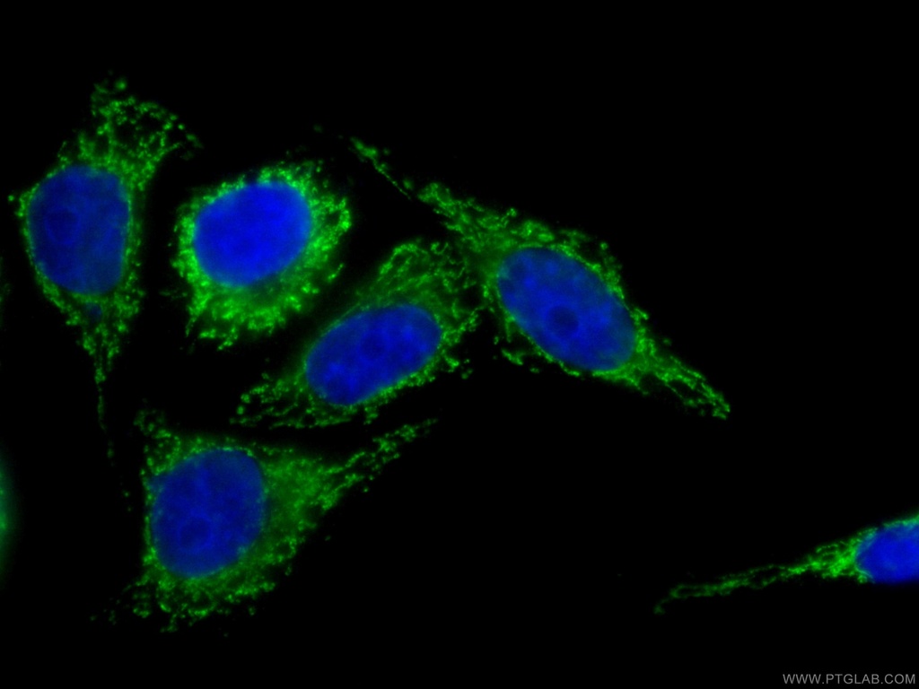 CoraLite®488-conjugated Factor XII Monoclonal antibody