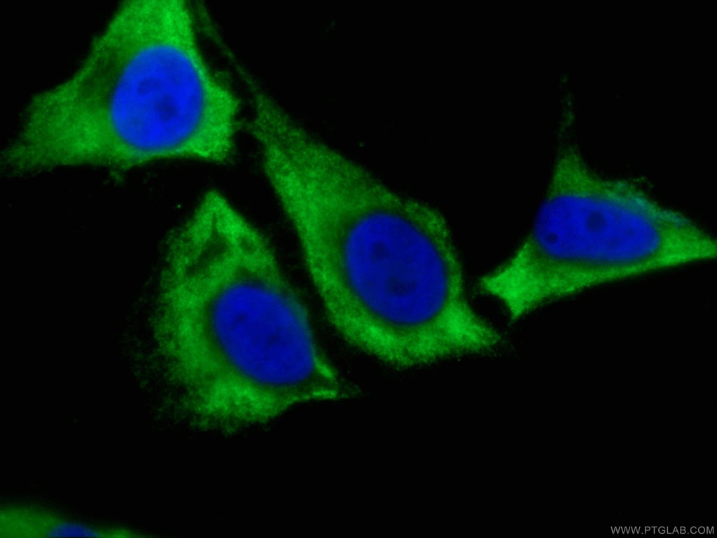 CoraLite®488-conjugated Caspase 8/p43/p18 Monoclonal antibody