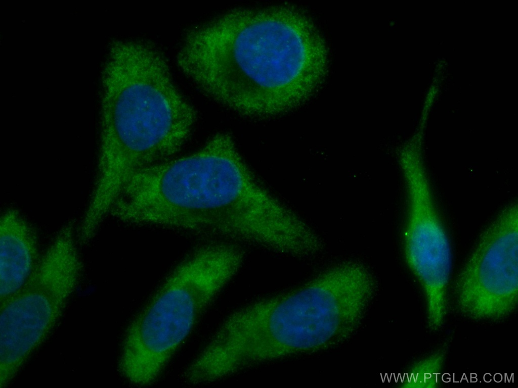 CoraLite®488-conjugated Fetuin-A Monoclonal antibody