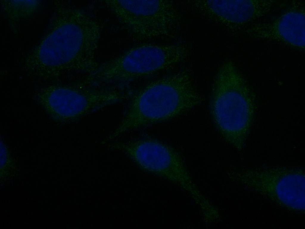 CoraLite®488-conjugated ORM1/2 Monoclonal antibody