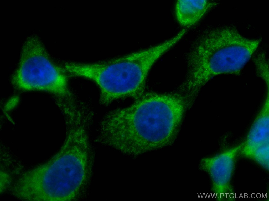 CoraLite®488-conjugated CSK Monoclonal antibody