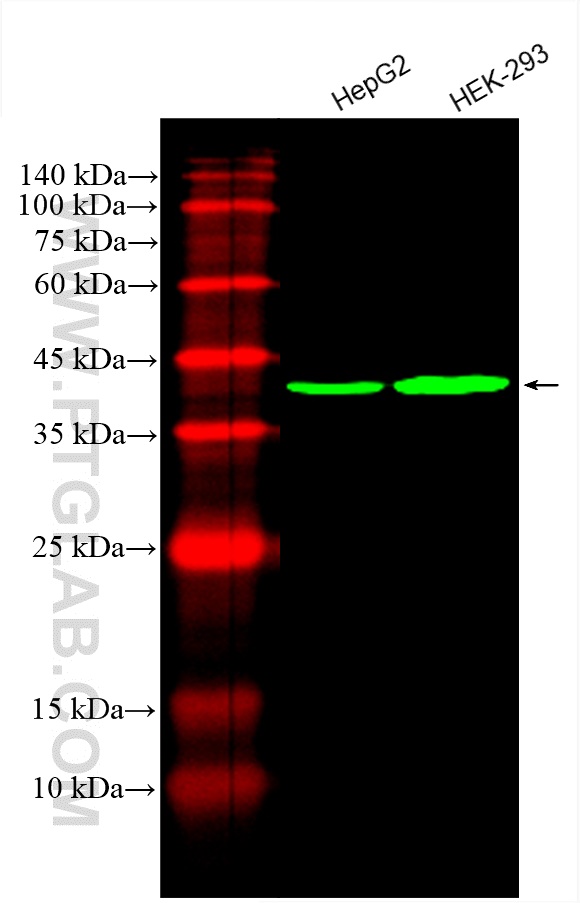 CoraLite®488-conjugated PDH E1 Alpha Monoclonal antibody