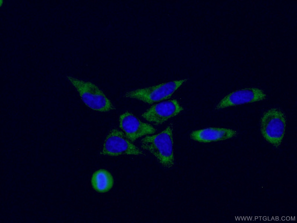 CoraLite®488-conjugated RPL3 Monoclonal antibody
