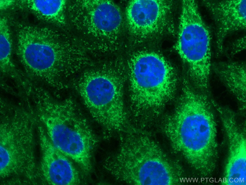 CoraLite®488-conjugated C9orf72 Monoclonal antibody