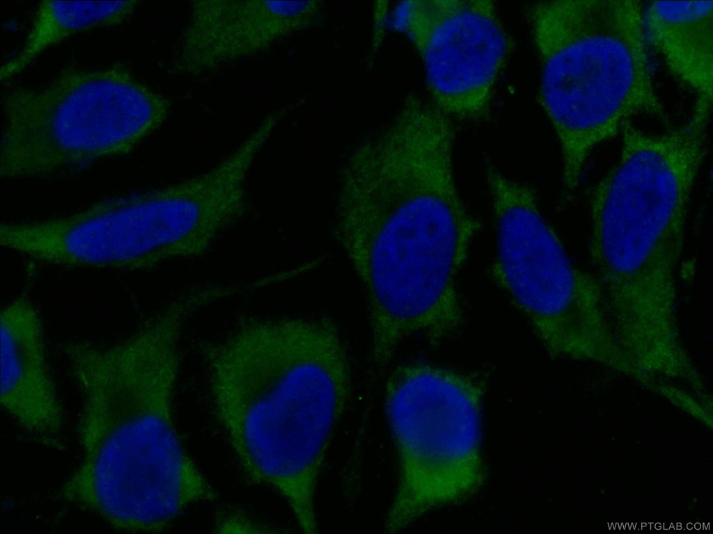 CoraLite®488-conjugated NAPRT1 Monoclonal antibody