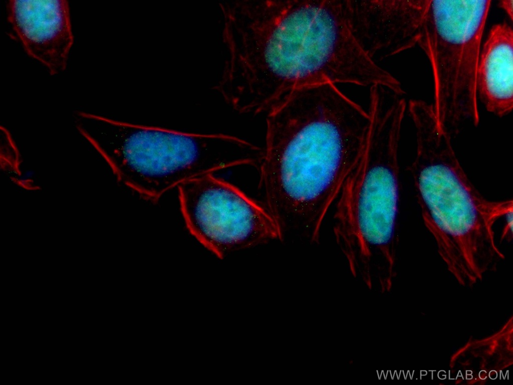 CoraLite®488-conjugated ANP32B Monoclonal antibody