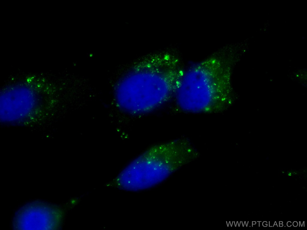 CoraLite®488-conjugated P62/SQSTM1 Monoclonal antibody