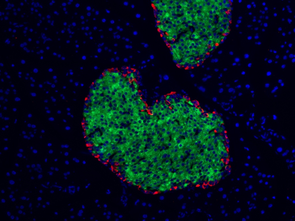 CoraLite®488-conjugated INS Monoclonal antibody
