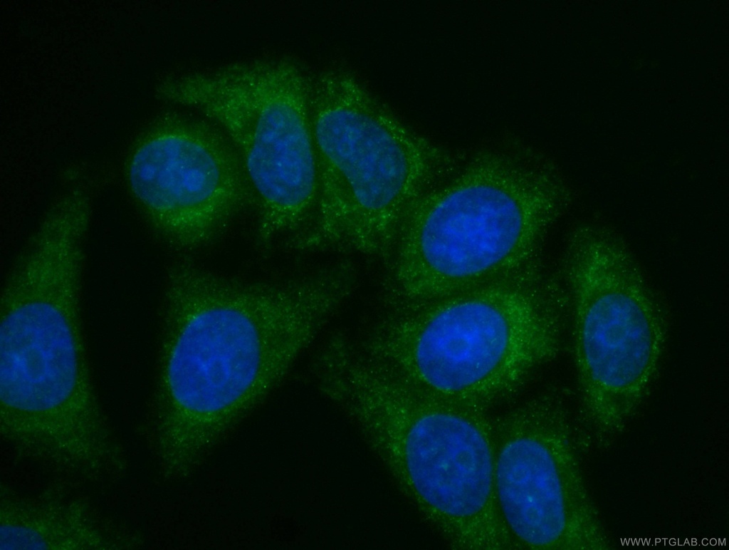 CoraLite®488-conjugated Apolipoprotein AI Monoclonal antibody