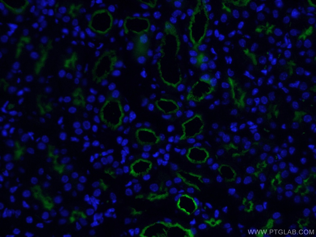 CoraLite®488-conjugated CD13 Monoclonal antibody
