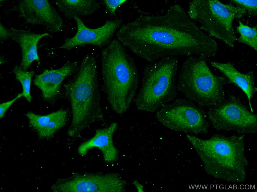 CoraLite®488-conjugated APOD Monoclonal antibody