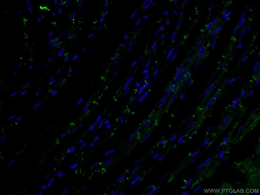 CoraLite®488-conjugated N-cadherin Monoclonal antibody