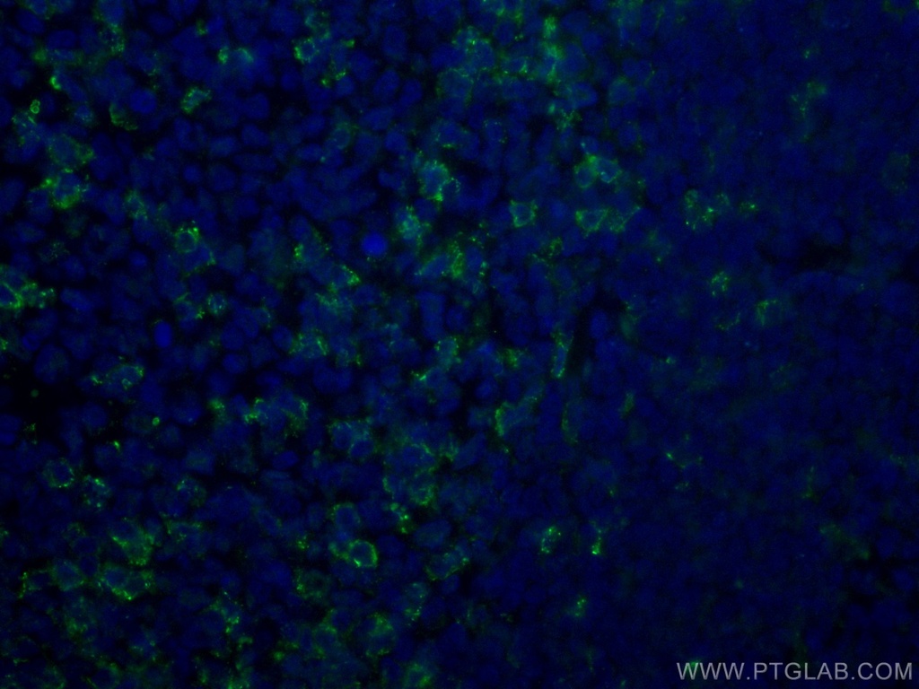 CoraLite®488-conjugated PD-1/CD279 Monoclonal antibody