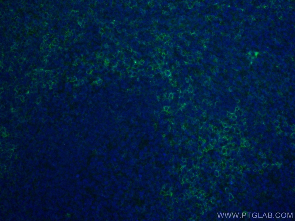 CoraLite®488-conjugated CD43 Monoclonal antibody
