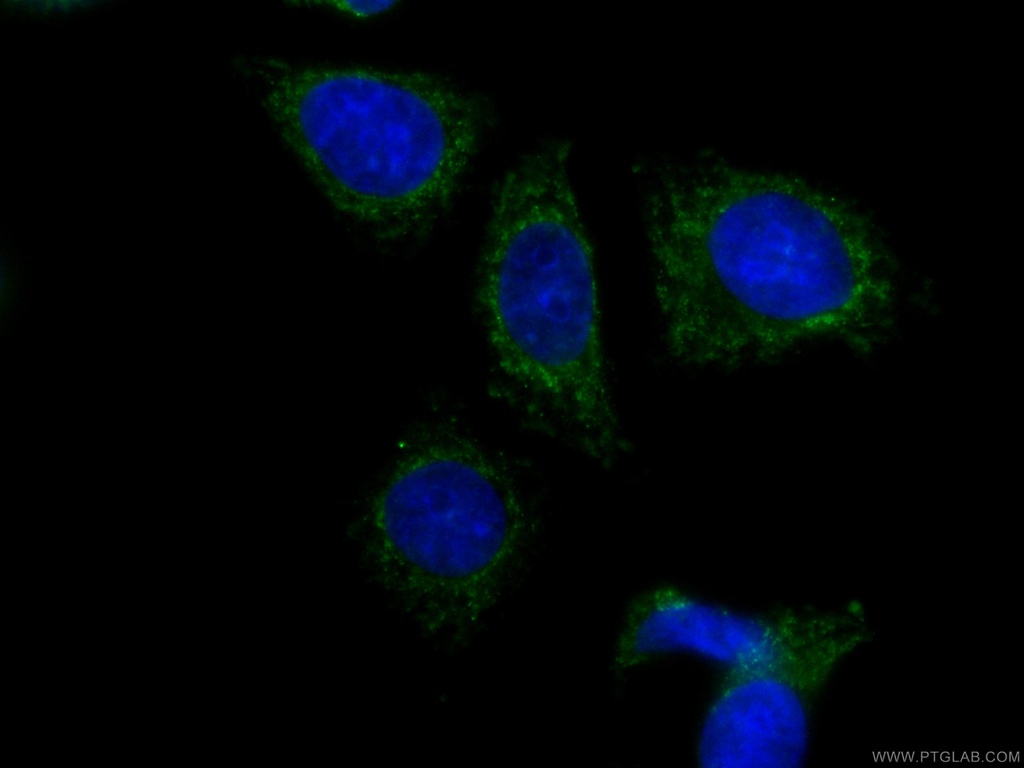 CoraLite®488-conjugated HPSE Monoclonal antibody
