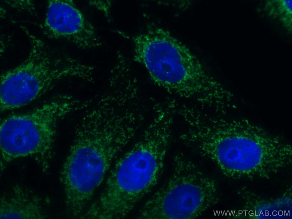 CoraLite®488-conjugated UCHL1/PGP9.5 Monoclonal antibody