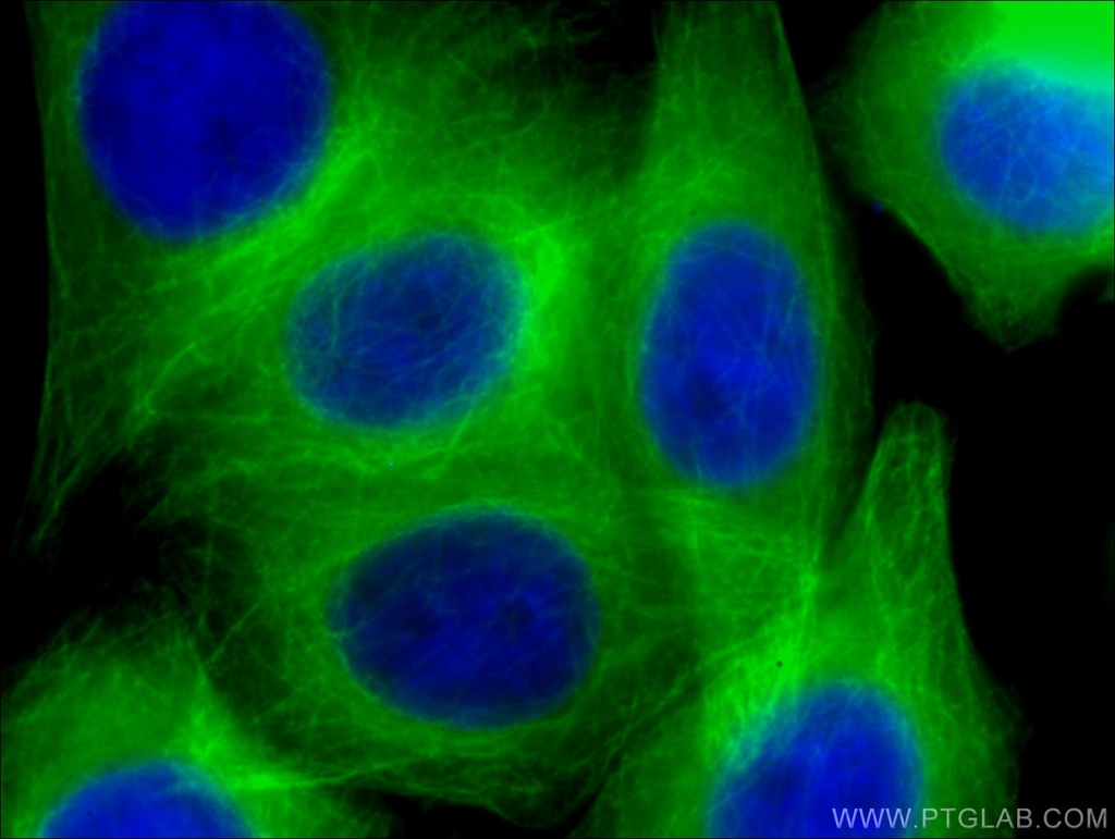 CoraLite®488-conjugated Beta Tubulin Monoclonal antibody