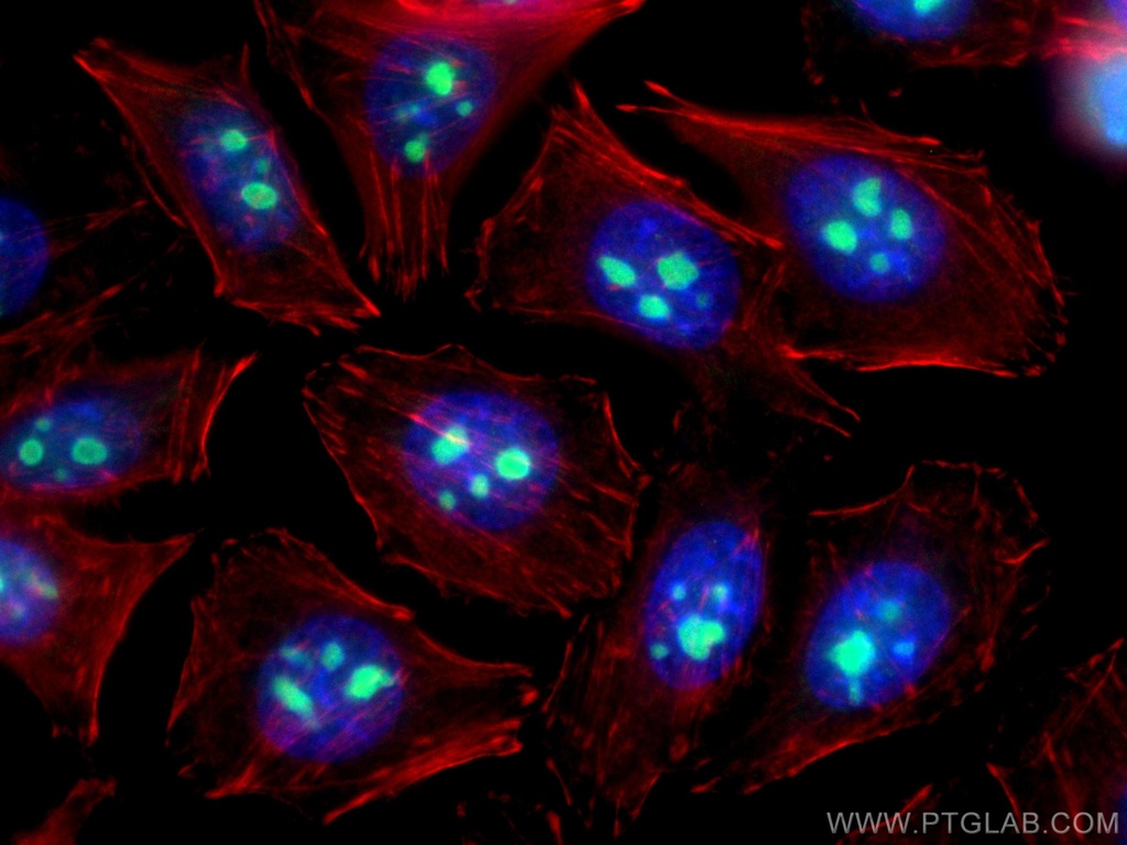 CoraLite®488-conjugated IMP3 Monoclonal antibody