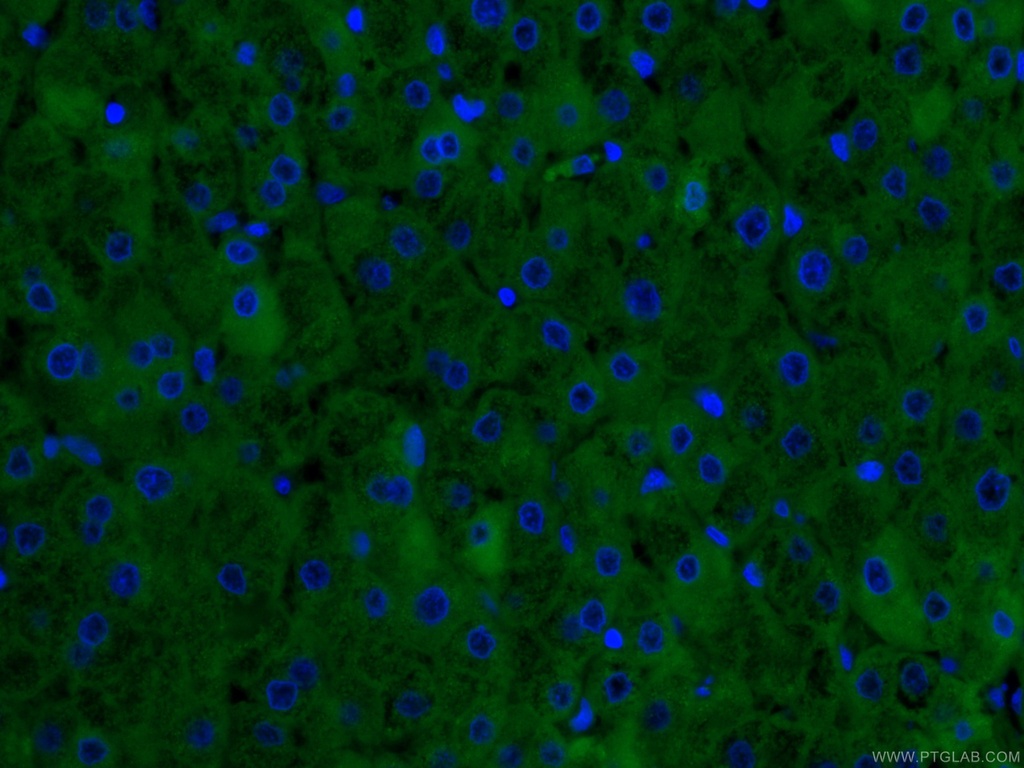 CoraLite®488-conjugated CRP Monoclonal antibody