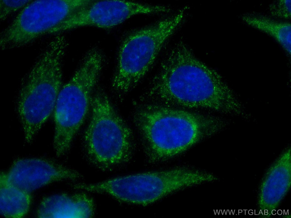 CoraLite®488-conjugated Alpha 1B-Glycoprotein Monoclonal antibody