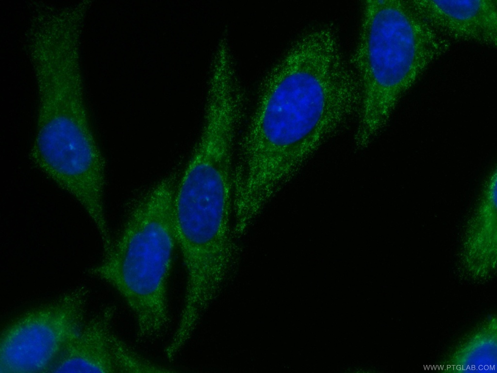 CoraLite®488-conjugated PAI-1 Monoclonal antibody