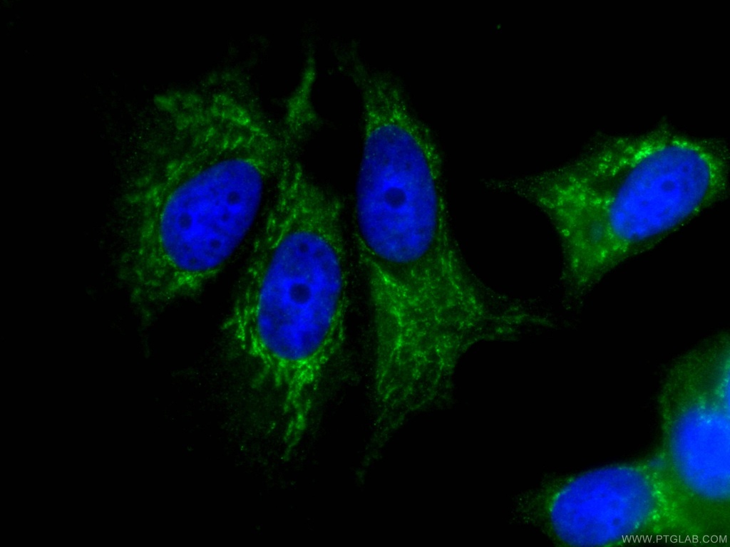 CoraLite®488-conjugated FRS2 Monoclonal antibody