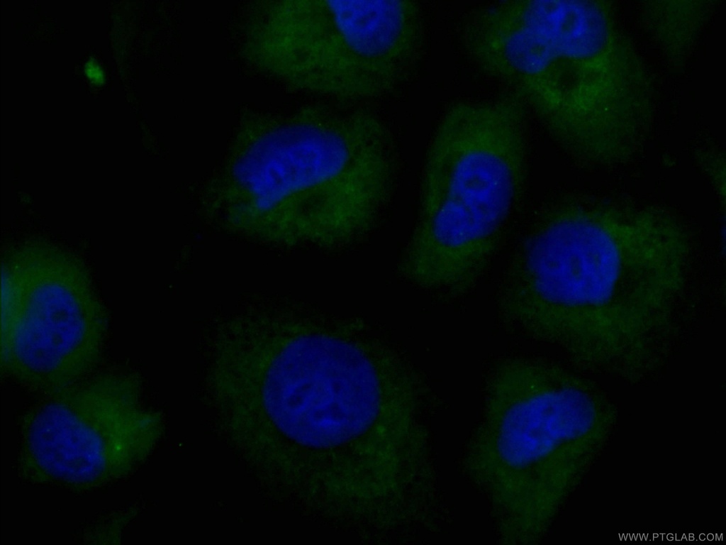 CoraLite®488-conjugated SRPX2 Monoclonal antibody