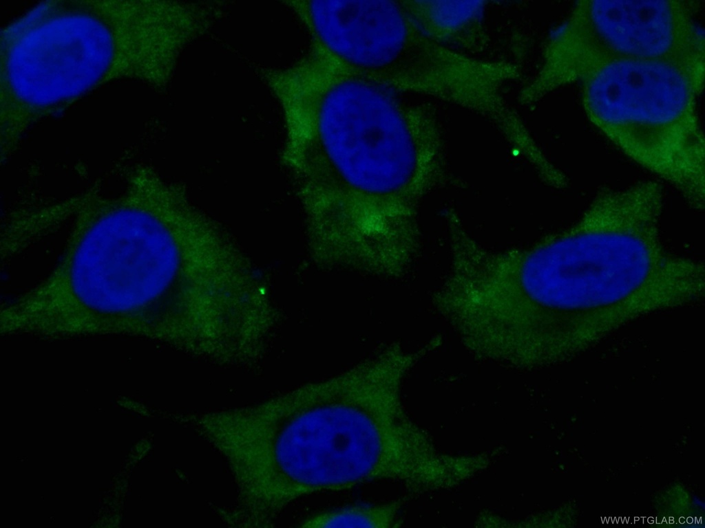 CoraLite®488-conjugated CDK6 Monoclonal antibody