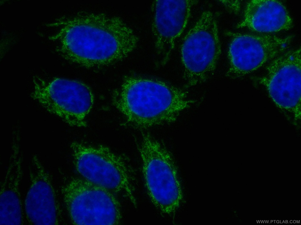 CoraLite®488-conjugated OGDH Monoclonal antibody