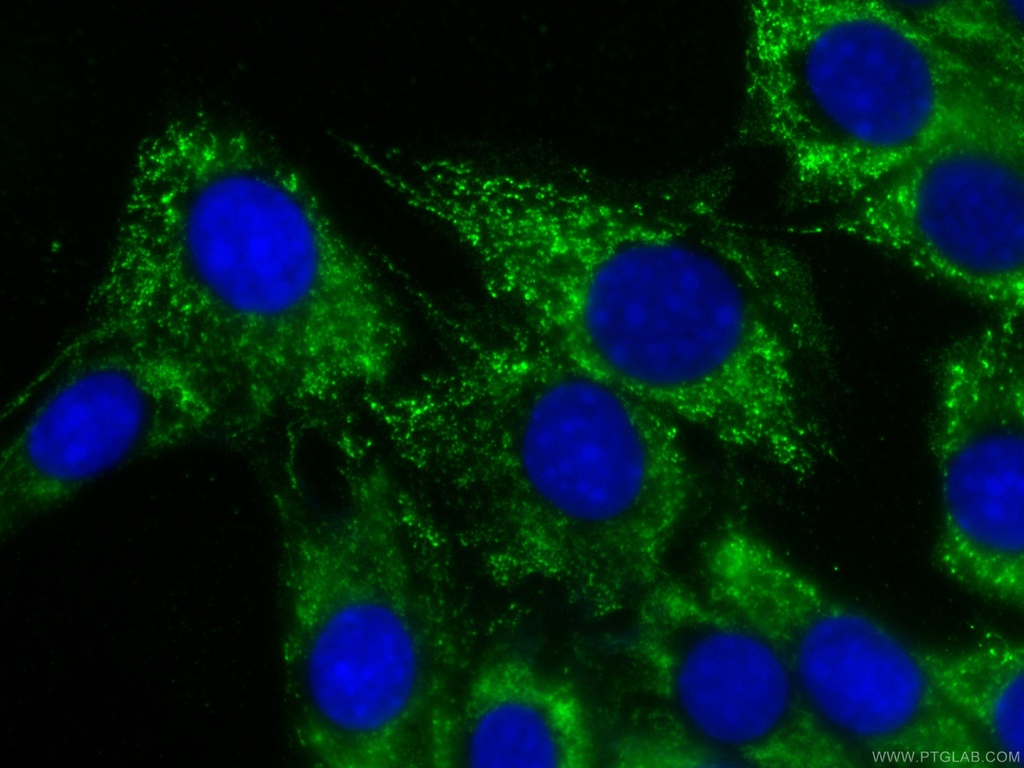 CoraLite®488-conjugated MYL3 Monoclonal antibody