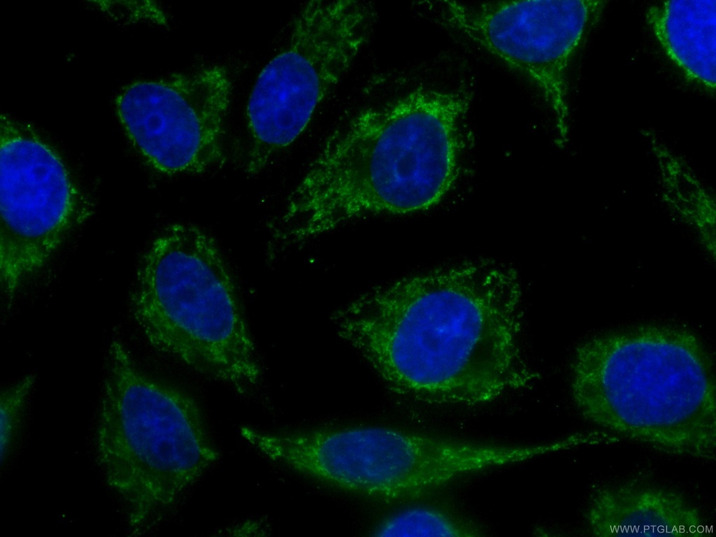 CoraLite®488-conjugated CHCHD2 Monoclonal antibody