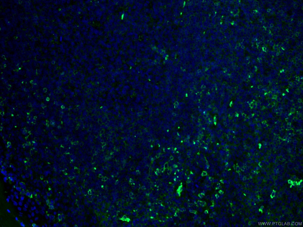 CoraLite®488-conjugated CD27 Monoclonal antibody