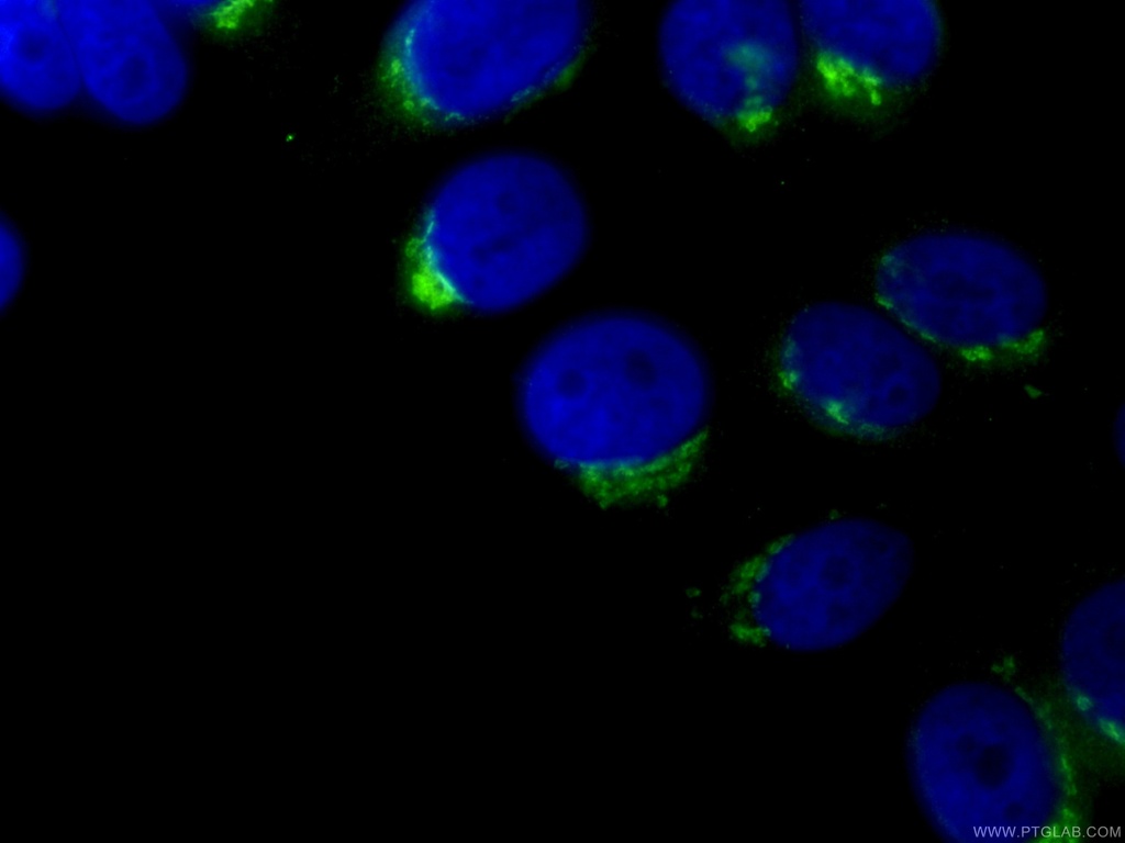 CoraLite®488-conjugated GP73/GOLPH2 Monoclonal antibody