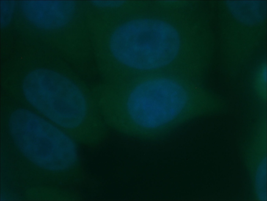 CoraLite®488-conjugated RAB5A Monoclonal antibody
