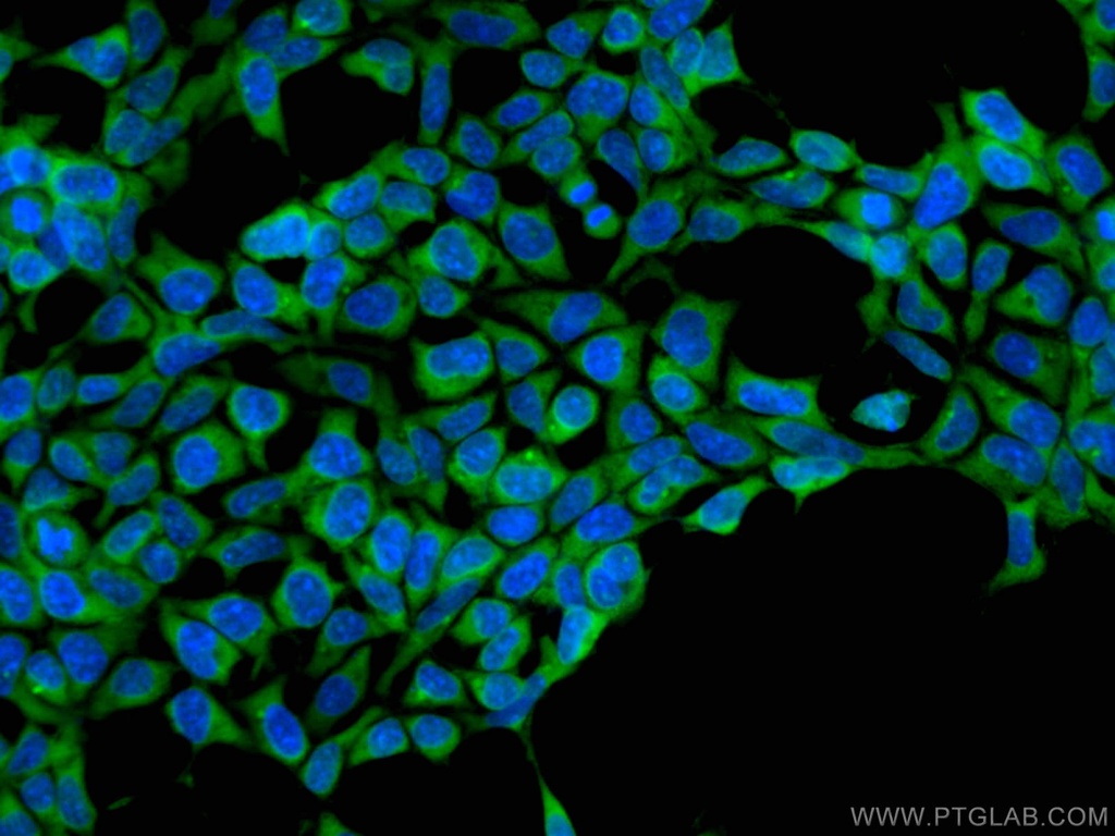 CoraLite®488-conjugated ASNA1 Monoclonal antibody