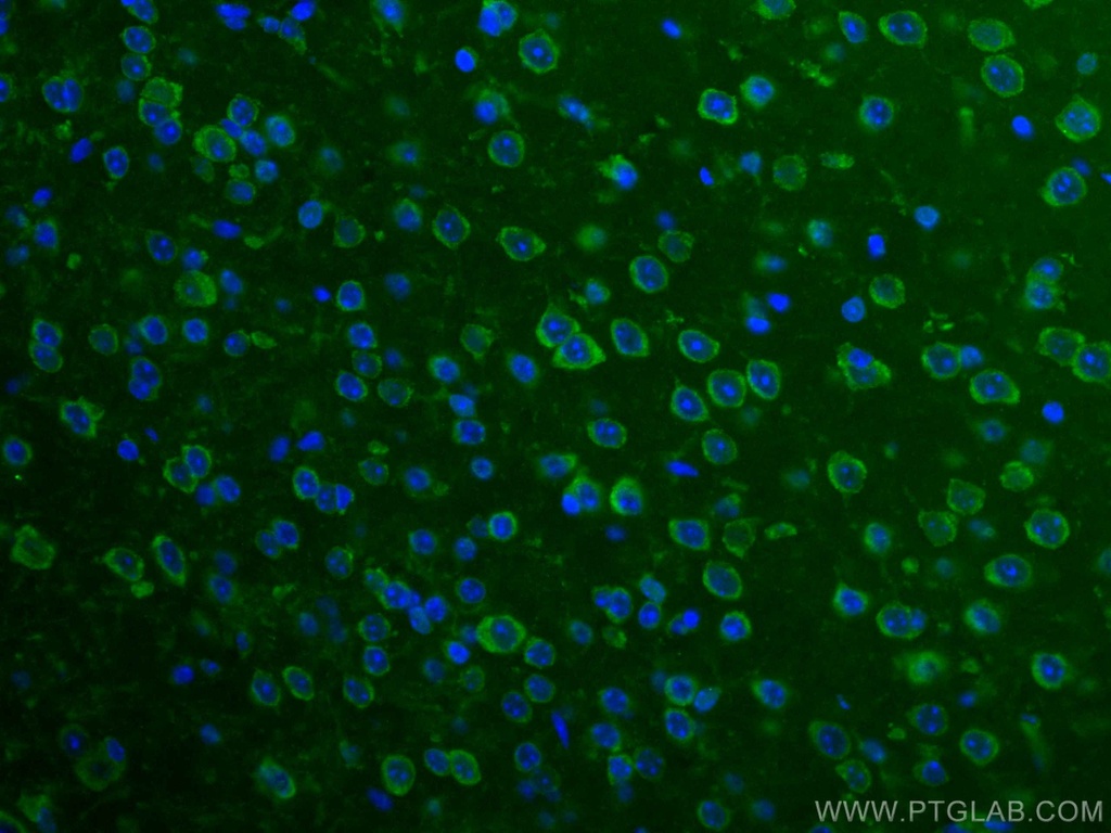 CoraLite®488-conjugated BRE Monoclonal antibody