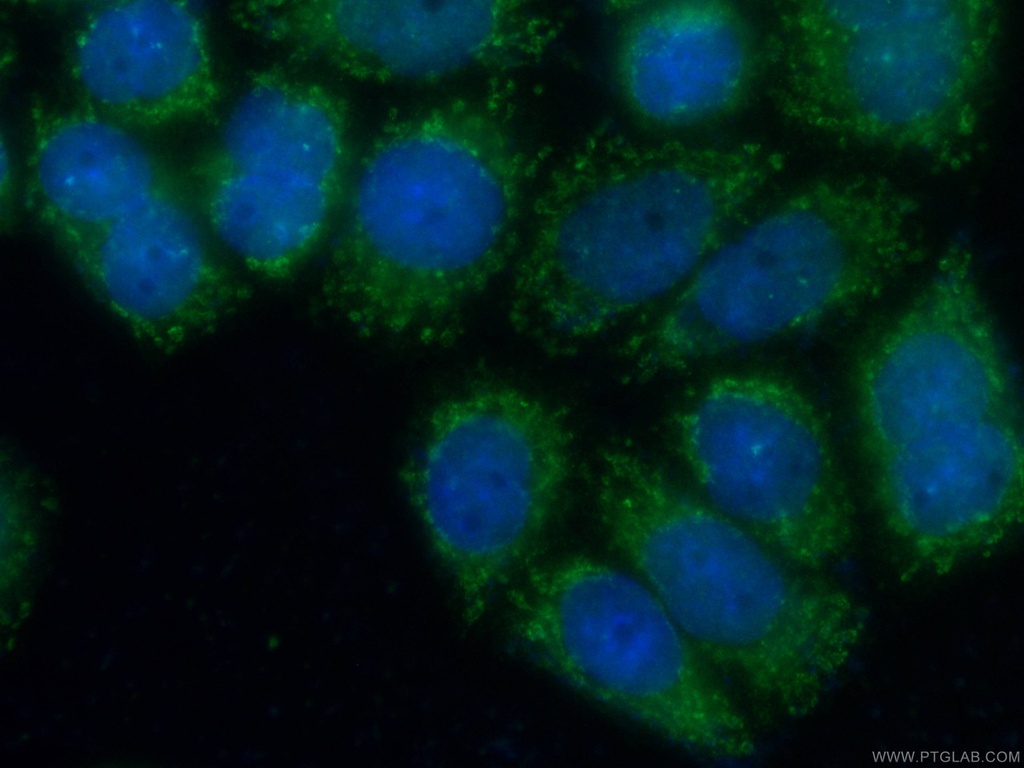 CoraLite®488-conjugated ERp72 Monoclonal antibody