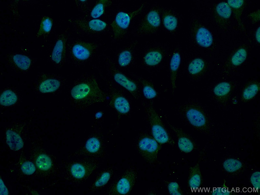 CoraLite®488-conjugated PGC1a Monoclonal antibody