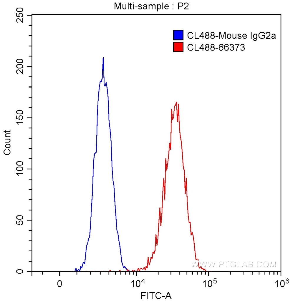 CoraLite®488-conjugated G6PD Monoclonal antibody
