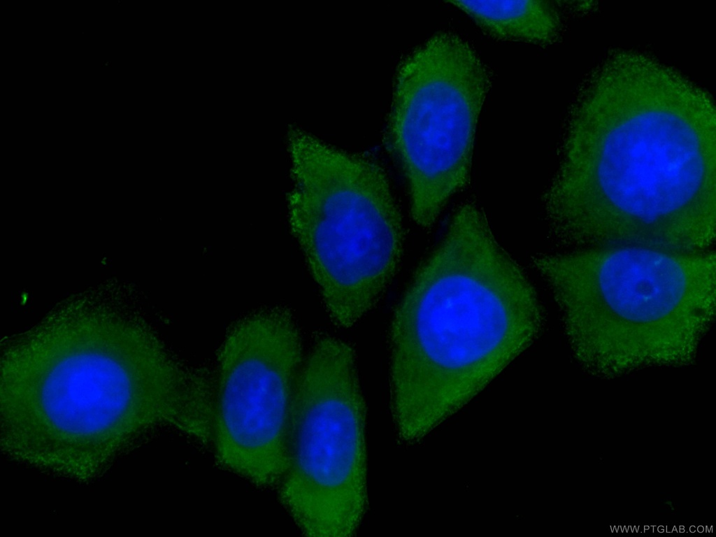 CoraLite®488-conjugated GSDMD Monoclonal antibody