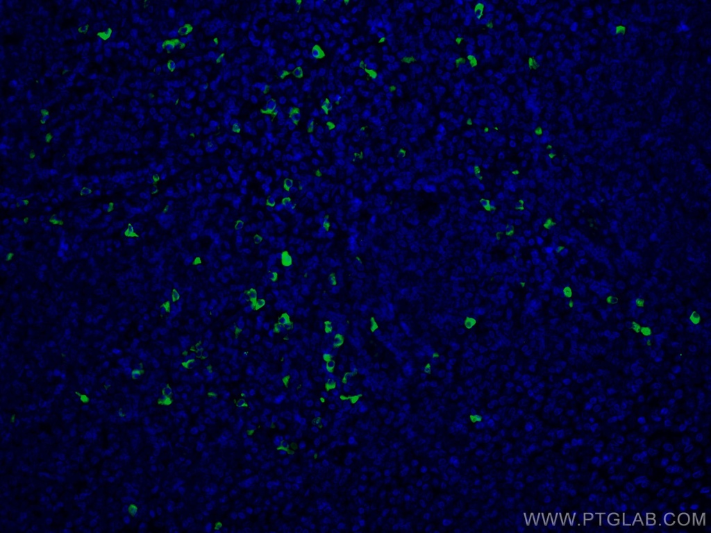 CoraLite®488-conjugated Human IgG4 Monoclonal antibody