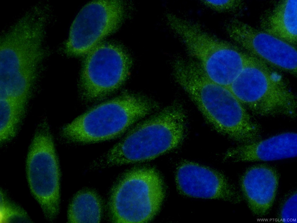 CoraLite®488-conjugated PDI Monoclonal antibody